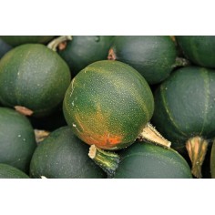 Gem Squash Kg Organic Production