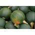 Gem Squash Kg Organic Production